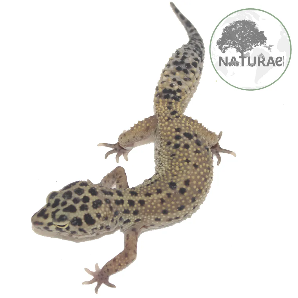 Eublepharis macularius (Gecko leopardo / Lagartixa leopardo) 000014