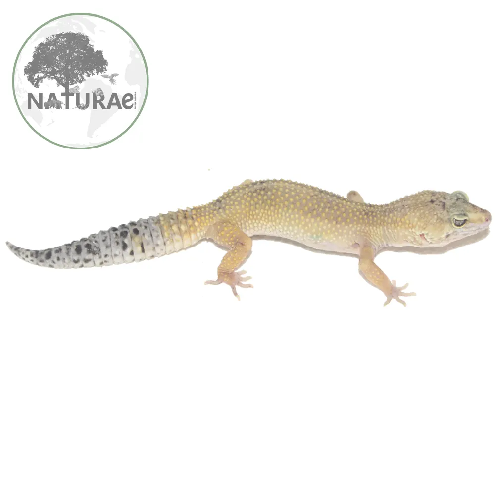 Eublepharis macularius (Gecko leopardo / Lagartixa leopardo) 000017