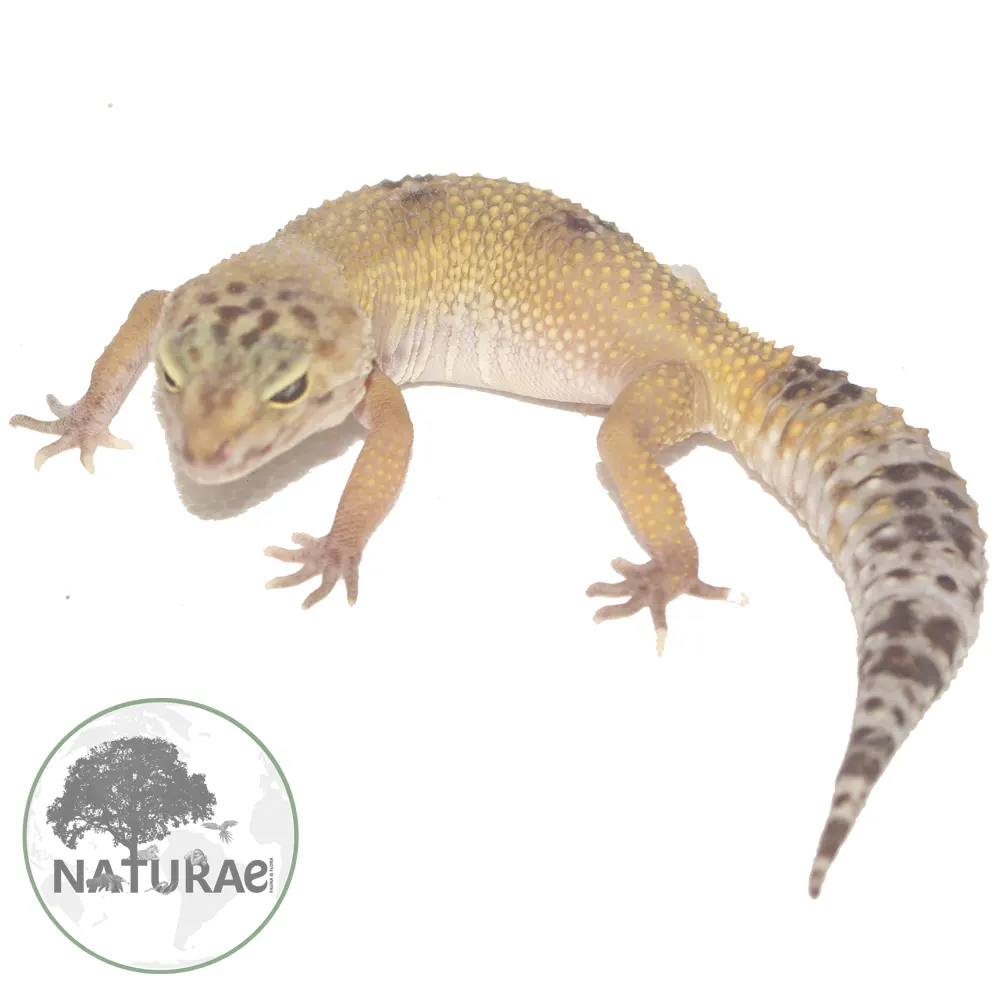 Eublepharis macularius (Gecko leopardo / Lagartixa leopardo) 000018