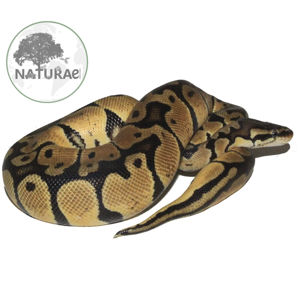 Python regius (Piton Real / Piton Ball) 000084