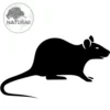 Ratazana Rattus norvegicus nº21 Wistar Twister Mercol NEONATO I de 01 à 05 gr Praeda Food Ração in Natura para Nutrição