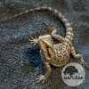 Pogona vitticeps (Dragão-Barbado) 000116