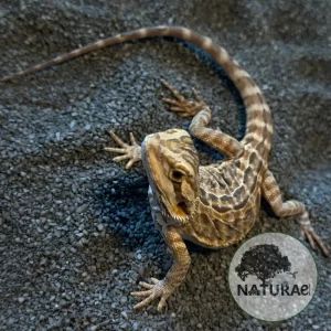 Pogona vitticeps (Dragão-Barbado) 000116