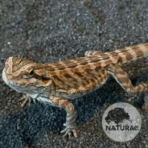 Pogona vitticeps (Dragão-Barbado) 000117