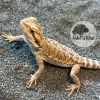 Pogona vitticeps (Dragão-Barbado) 000118