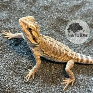 Pogona vitticeps (Dragão-Barbado) 000118
