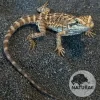 Pogona vitticeps (Dragão-Barbado) 000126