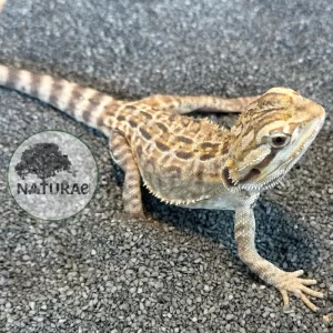 Pogona vitticeps (Dragão-Barbado) 000128