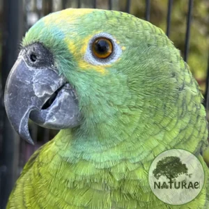 Amazona aestiva (Papagaio Verdadeiro)