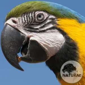 Ara ararauna (Arara Canindé)