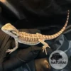 Pogona vitticeps (Dragão-Barbado) 000211