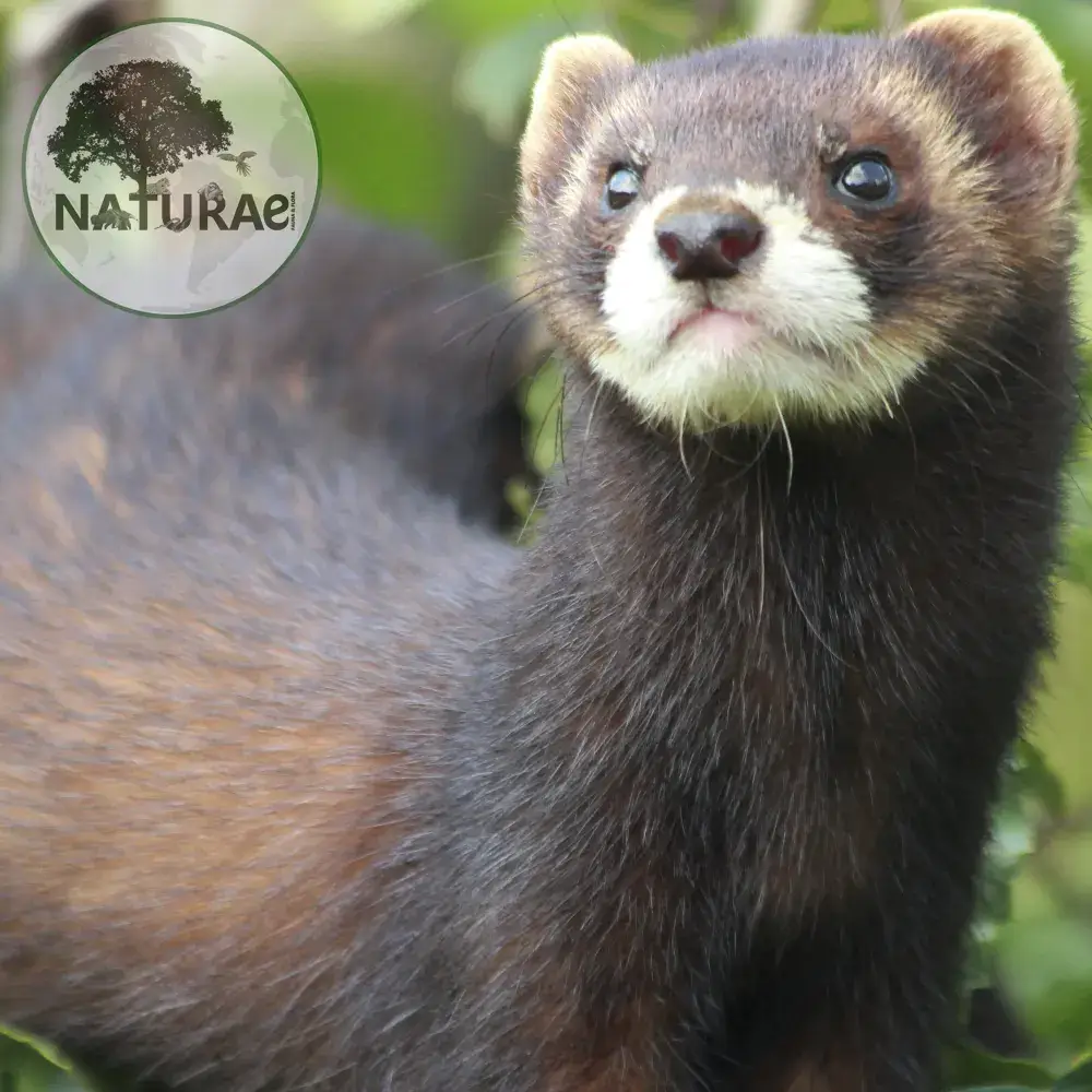 mustela-putorius