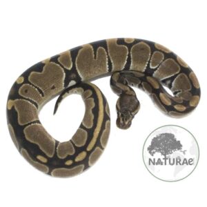 Python regius