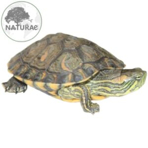 Trachemys dorbigni