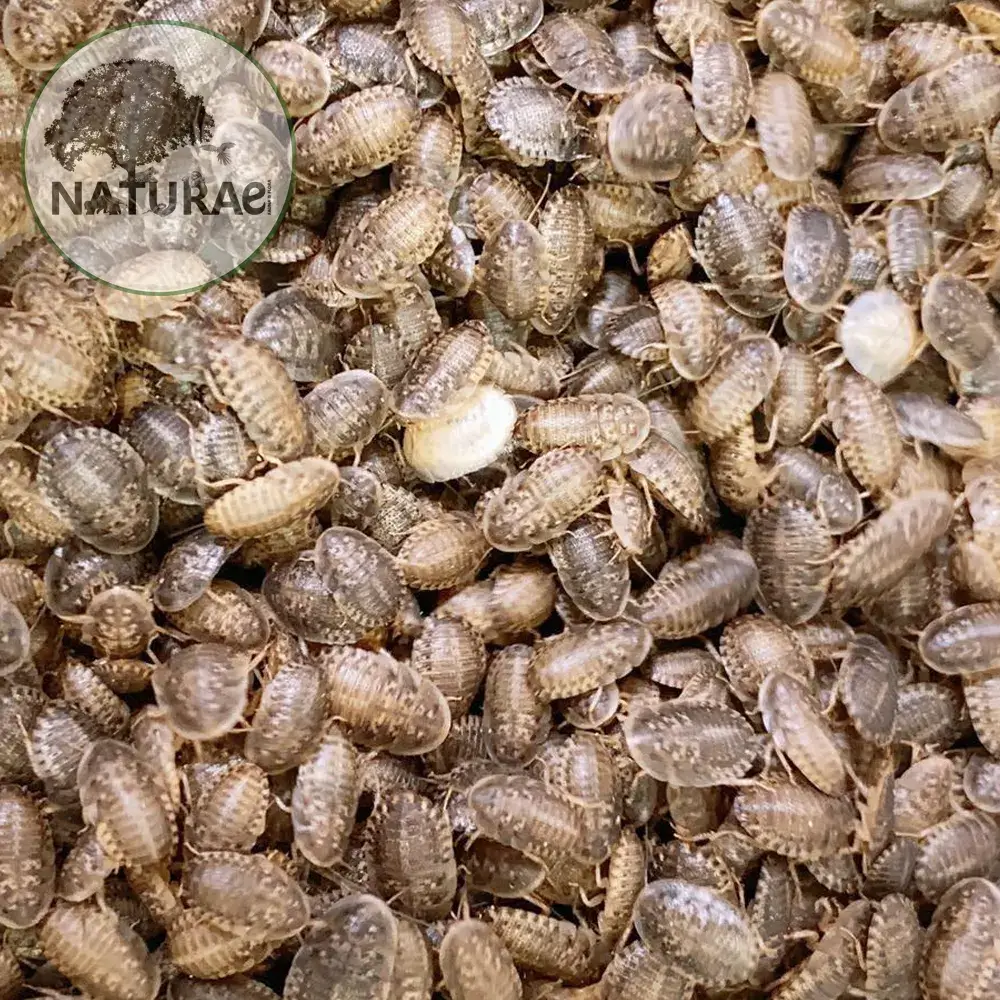 blaptica-dubia-barata-dubia
